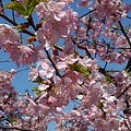 烏ヶ森公園の丘の桜の花（3月30日）