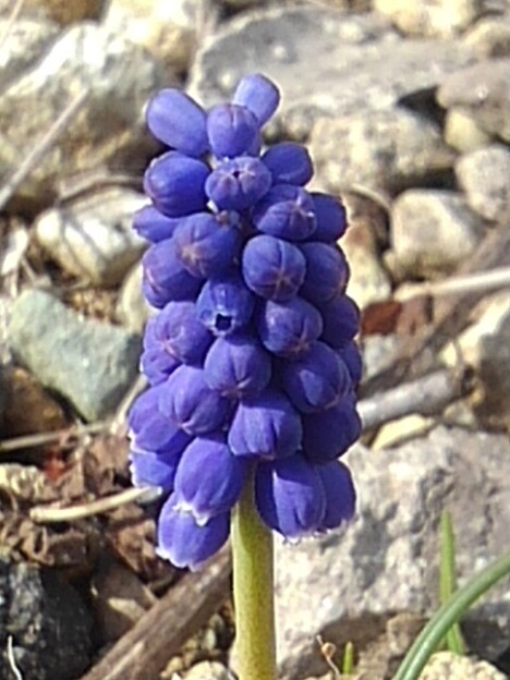 写真: ムスカリの花（3月24日）