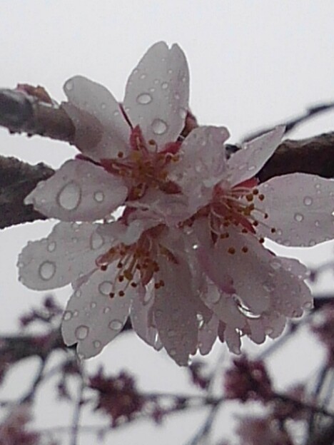 写真: 長峰公園のシダレザクラの花（4月3日）