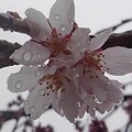 長峰公園のシダレザクラの花（4月3日）
