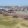 写真: 丘の斜面の桜と町（3月30日）