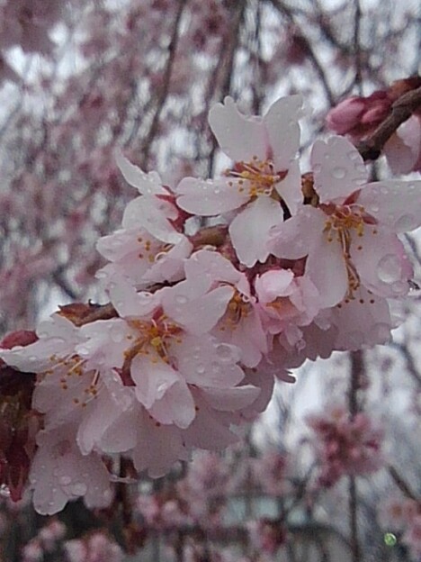 写真: 枝垂桜の花の群生（4月3日）
