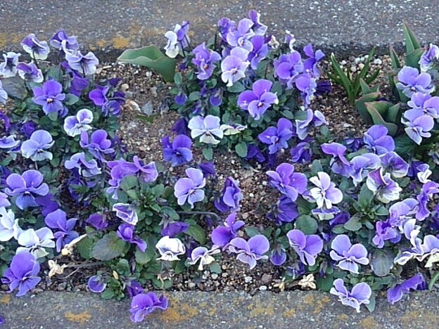 矢板駅の花壇のパンジー・紫（3月15日）