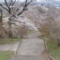 長峰公園の丘の桜の道（4月5日）
