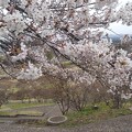 写真: 綺麗な桜の花のある丘（4月5日）