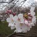 長峰公園の丘の桜の花（4月5日）