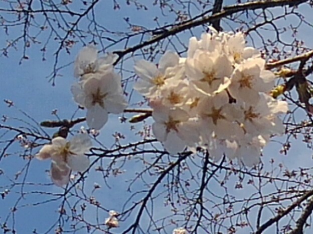 咲き始めたソメイヨシノの花（4月4日）