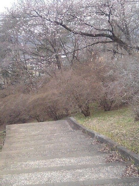 写真: 丘のカーブの階段の桜（4月5日）