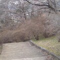 丘のカーブの階段の桜（4月5日）