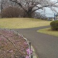 写真: 桜のある分岐の道（4月5日）