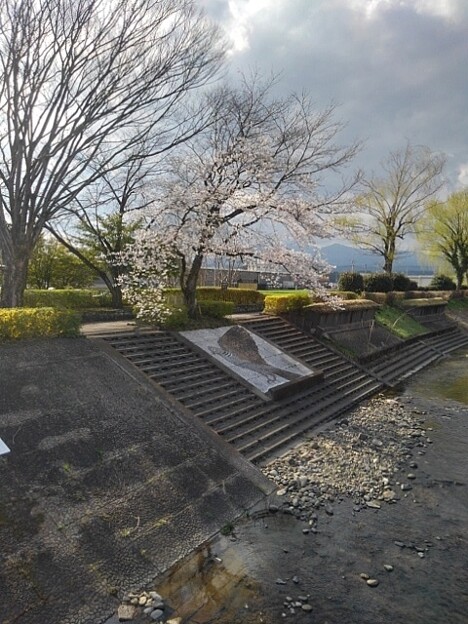 写真: 桜と川と絵（4月7日）