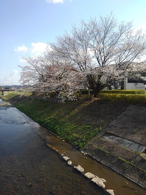 写真: 橋の上からの桜と川（4月7日）