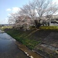 橋の上からの桜と川（4月7日）