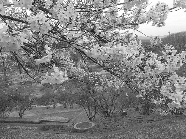 長峰公園の丘の桜の花・モノクロ（4月5日）
