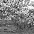 写真: 長峰公園の丘の桜の花・モノクロ（4月5日）