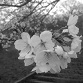 写真: 桜の花と丘の階段・モノクロ（4月5日）