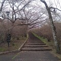 写真: 長峰公園の丘の桜の階段（4月5日）