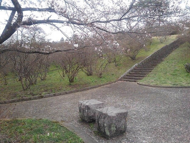 丘にある石のベンチと桜（4月5日）