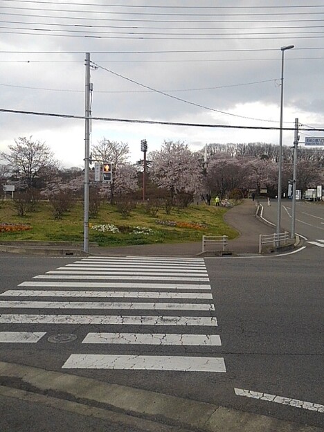 写真: 向こうの公園の桜（4月8日）