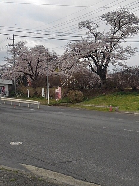 道路の向こうの桜（4月8日）