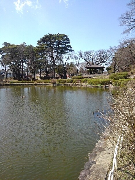 写真: 水が綺麗な池（3月30日）