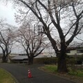 長峰公園の道近くの桜（4月5日）
