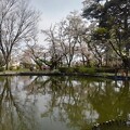 写真: 桜が映った烏ヶ森公園の池（4月13日）