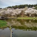 写真: 映り込みが綺麗な烏ヶ森公園の池（4月13日）