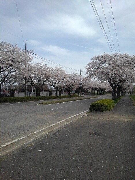 桜のある道路（4月13日）