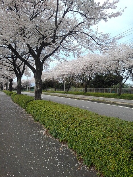2つの桜のトンネル（4月13日）