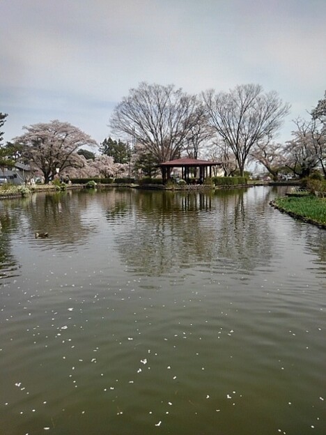 写真: 橋の上から見えた池（4月13日）