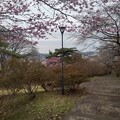 写真: 丘の濃いピンクの桜と街灯（4月5日）