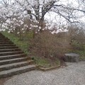 桜の花が咲く丘の道（4月5日）