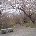 写真: 長峰公園の丘のベンチと桜（4月5日）
