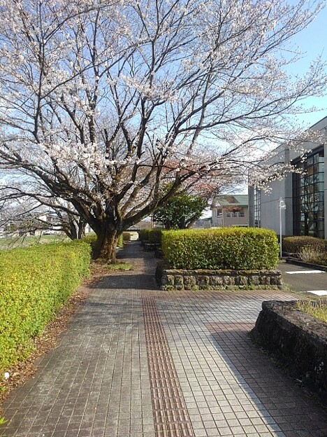 写真: 石畳と桜（4月7日）