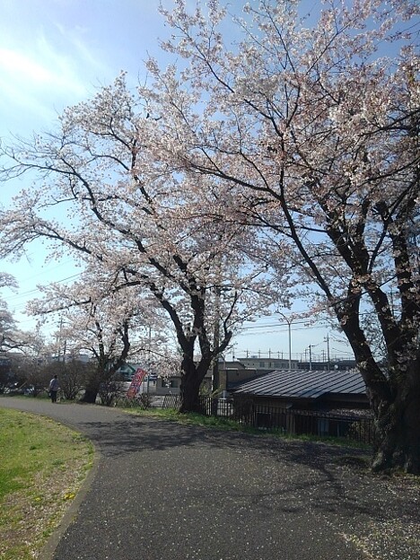 長峰桜ロード（4月13日）