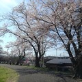 長峰桜ロード（4月13日）