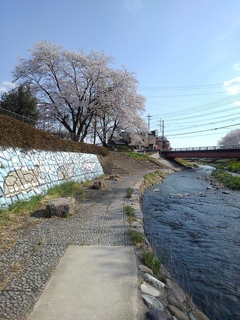 写真: 土手の絵と桜（4月12日）