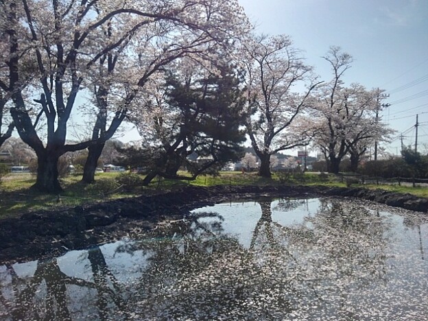 写真: 桜の花びらが浮かぶ長峰公園の池（4月13日）