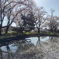 桜の花びらが浮かぶ長峰公園の池（4月13日）