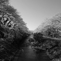 写真: 桜の景色・モノクロ（4月10日）