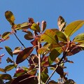写真: 青空と似合う庭の葉（3月14日）