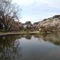 写真: 烏ヶ森公園の池（4月13日）