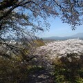 写真: 丘の桜の隙間からの景色（4月13日）