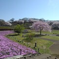 長峰公園の芝桜とシダレザクラの広場（4月13日）