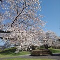 満開の桜と芝生の広場（4月13日）