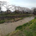 写真: 川の土手と桜（4月11日）