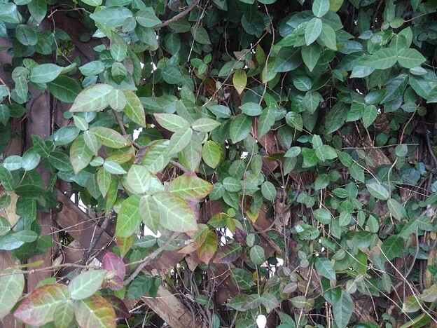 写真: 格子状の壁と葉（3月17日）