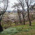 写真: 奥に桜のある眺め（4月13日）