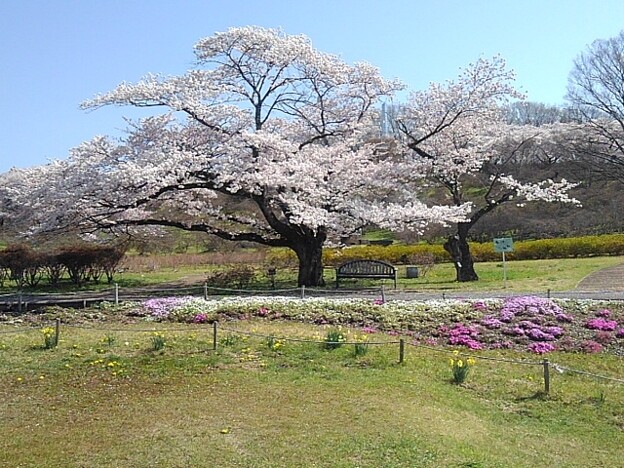 写真: お洒落なベンチと桜（4月13日）